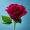 Bette Midler - The Rose פלייבק לרכישה מאובטחת ומיידית
